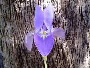 Original species of unguicularis